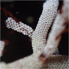 Jellyella tuberculata