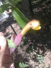 Dolichandra cynanchoides