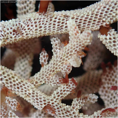 Jellyella tuberculata