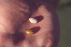 Bulla occidentalis
