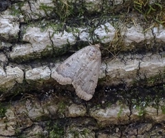 Abagrotis