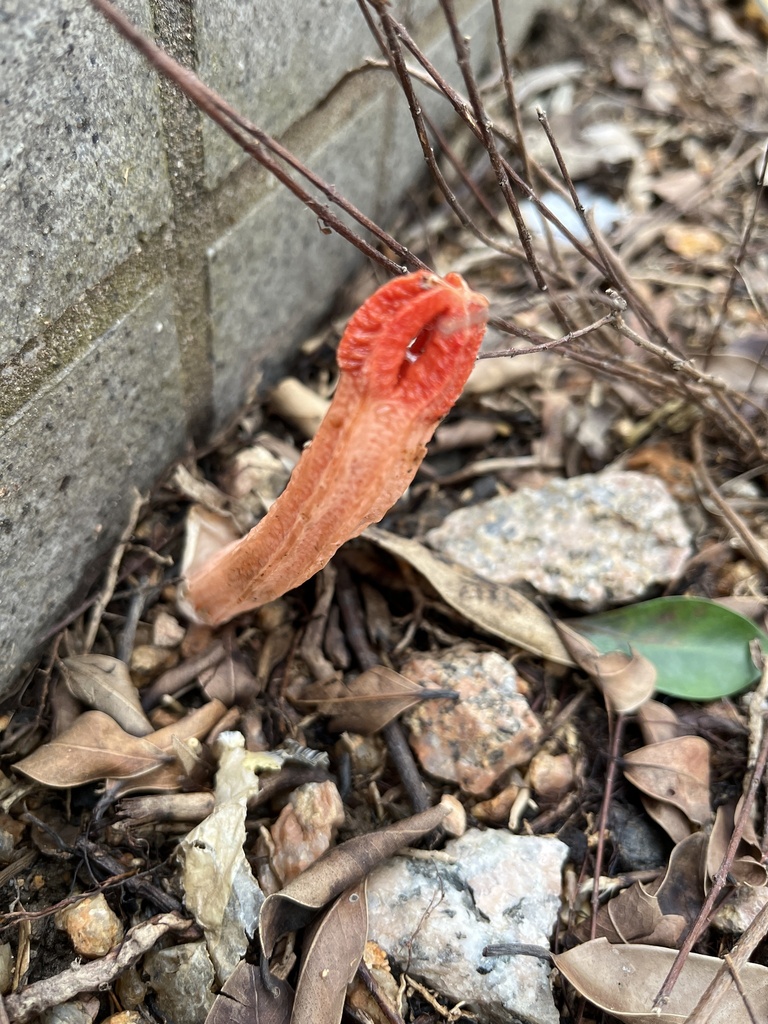 Lysurus mokusin · November 2022 · photo: © secooke1 (iNaturalist, cc0)