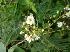 Acaciella angustissima