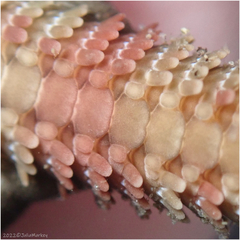 Ophioderma panamense