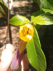 Dolichandra cynanchoides