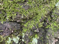 Syntrichia pagorum