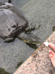 Apalone spinifera pallida