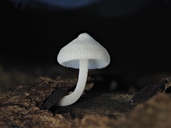 Favolaschia manipularis