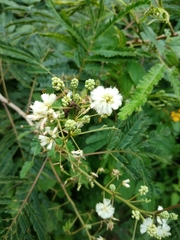 Acaciella angustissima