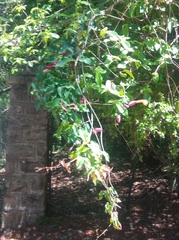 Dolichandra cynanchoides