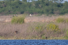 Chrysocyon brachyurus