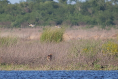 Chrysocyon brachyurus