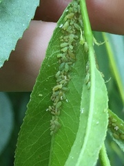 Cavariella aegopodii