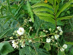 Acaciella angustissima