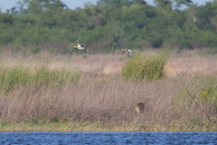 Chrysocyon brachyurus