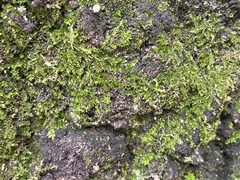 Syntrichia pagorum