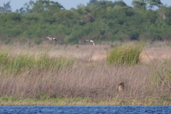 Chrysocyon brachyurus