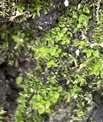 Syntrichia pagorum