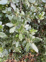 Rhamnus alaternus