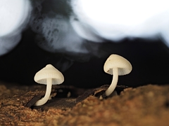 Favolaschia manipularis