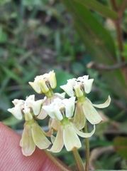 Asclepias mellodora