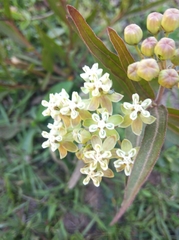 Asclepias mellodora
