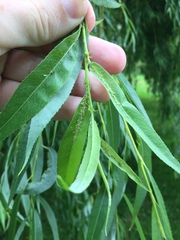Cavariella aegopodii