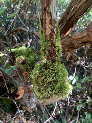 Homalothecium fulgescens