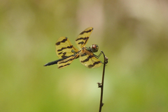 Rhyothemis graphiptera
