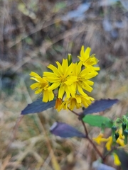 Crepidiastrum denticulatum
