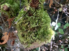 Homalothecium fulgescens