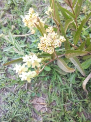 Asclepias mellodora