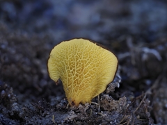 Boletinellus