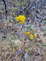 Crepidiastrum denticulatum