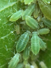 Cavariella aegopodii