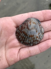 Argopecten ventricosus