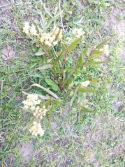 Asclepias mellodora