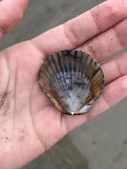 Argopecten ventricosus