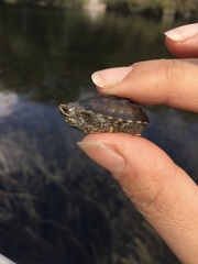 Sternotherus odoratus