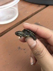 Sternotherus odoratus