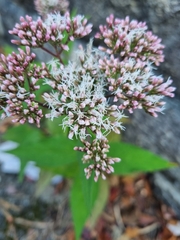 Eupatorium japonicum
