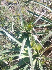 Eryngium horridum