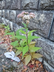 Eupatorium japonicum