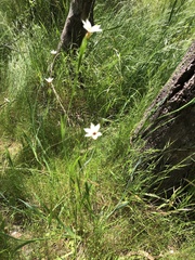 Sisyrinchium micranthum