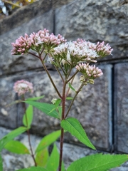 Eupatorium japonicum