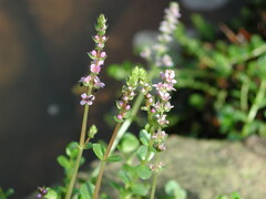 Rotala rotundifolia