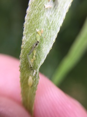 Cavariella aegopodii