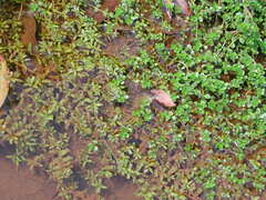 Rotala rotundifolia