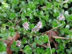 Rotala rotundifolia