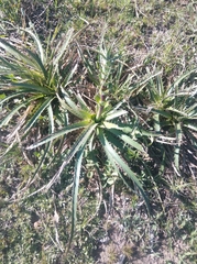 Eryngium horridum